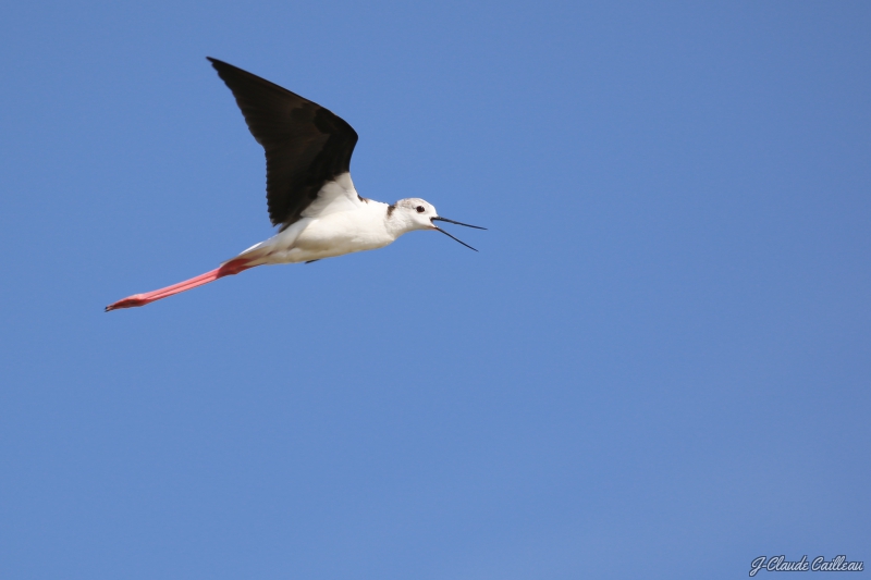 Photo Oiseaux Echasse Blanche (Himantopus himantopus)