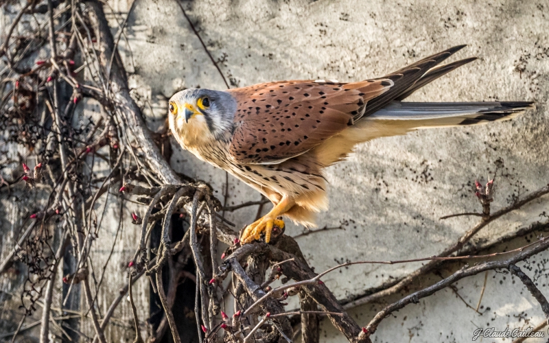 Photo Oiseaux Faucon crécerelle mâle (Falco tinnunculus)