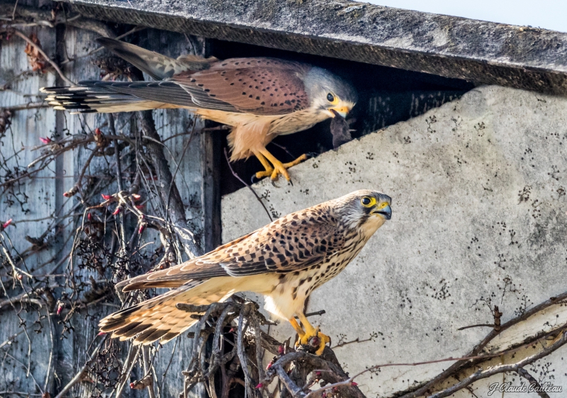 Photo Oiseaux Faucon crécerelle (Falco tinnunculus)