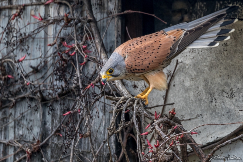 Photo Oiseaux Faucon crécerelle (Falco tinnunculus)