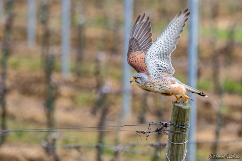 Photo Oiseaux Faucon crécerelle (Falco tinnunculus)