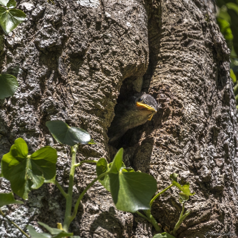 Photo Oiseaux Etourneau sansonnet (Sturnus vulgaris)