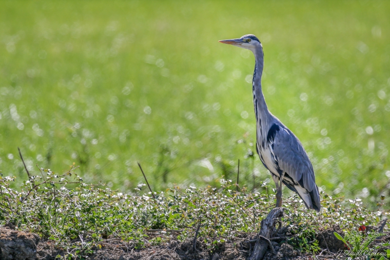 Photo Oiseaux Héron cendré (Ardea cinerea)