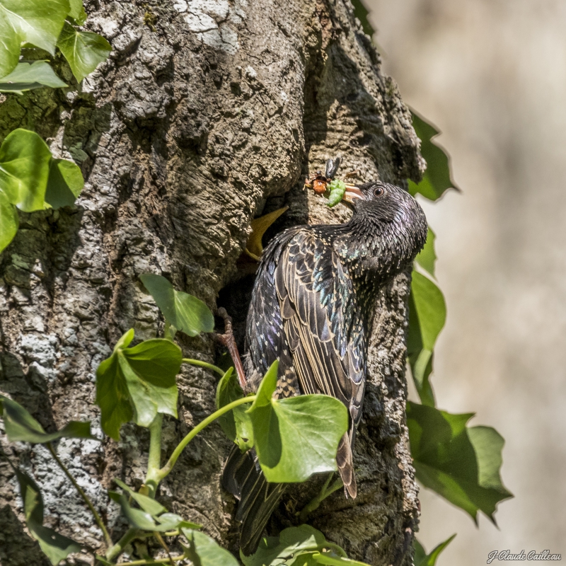 Photo Oiseaux Etourneau sansonnet (Sturnus vulgaris)