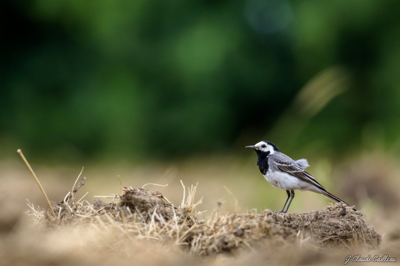 Photo Oiseaux Bergeronnette grise (Motacilla alha)