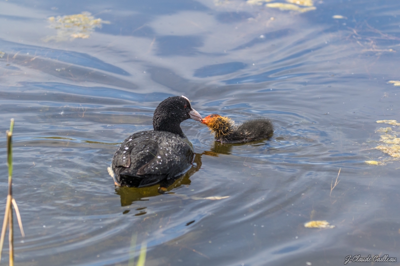 Photo Oiseaux Foulque macroule (Fulica atra)