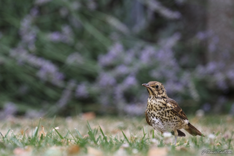 Photo Oiseaux Grive musicienne (Turdus philomelos)