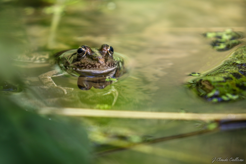 Photo Amphibiens Grenouille verte 