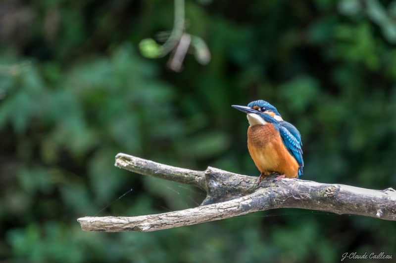 Photo Oiseaux Martin pêcheur d'Europe (Alcedo atthis)