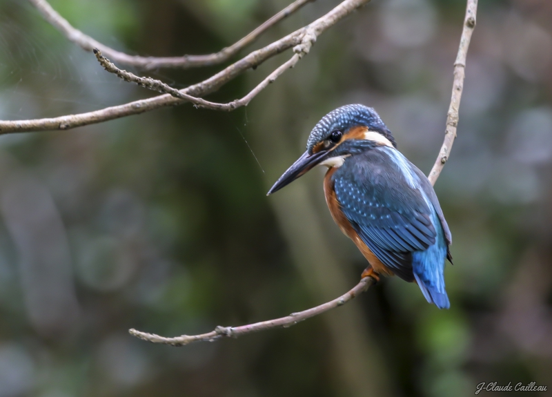 Photo Oiseaux Martin-pêcheur d'Europe (Alcedo atthis)