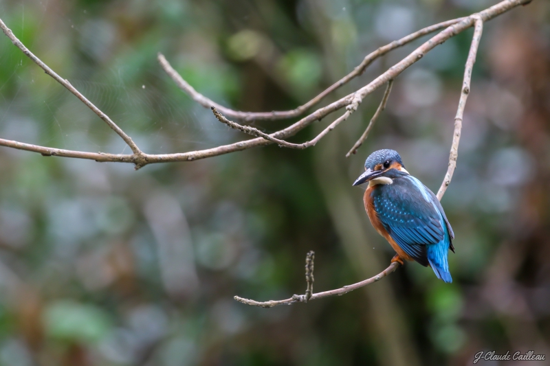 Photo Oiseaux Martin pêcheur d'Europe (Alcedo atthis)