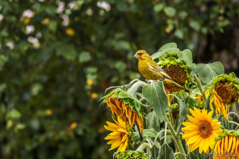 Photo Oiseaux Verdier d'Europe (Chloris chloris)