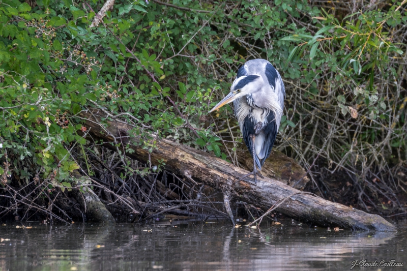 Photo Oiseaux Héron cendré (Ardea cinerea)