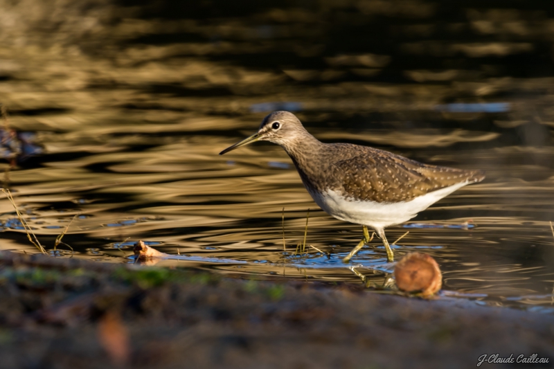 Photo Oiseaux Chevalier culblanc (Tringa ochroprus)