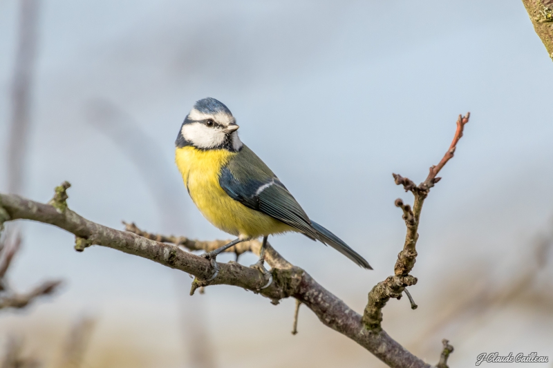 Photo Oiseaux Mésange bleue (Cyanistes caeruleus)
