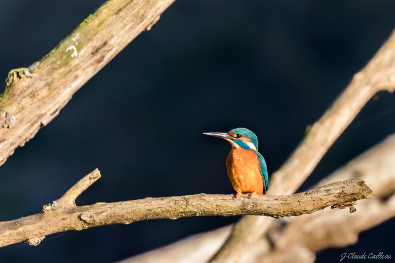 Photo Oiseaux Martin pêcheur d'Europe (Alcedo atthis)