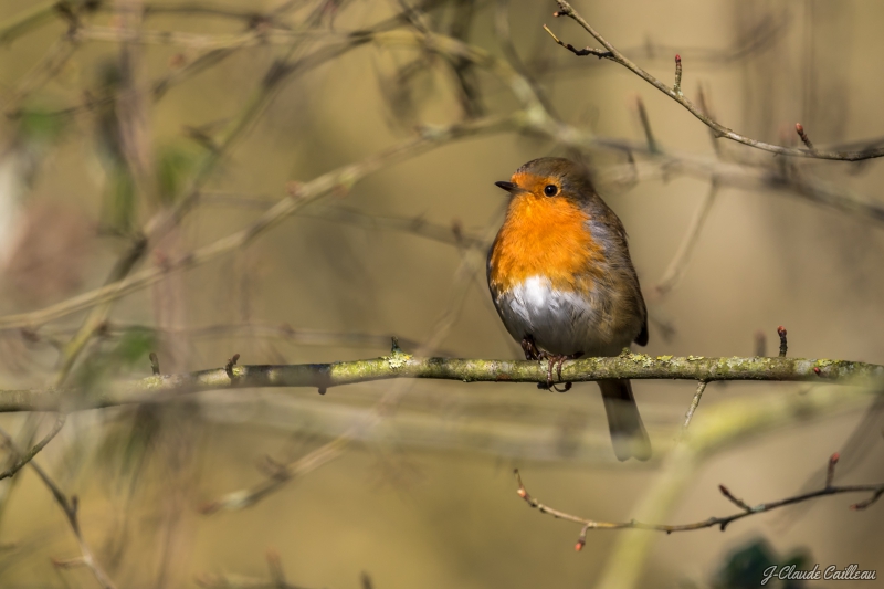 Photo Oiseaux Rouge-gorge familier (Erithacus rubecula)