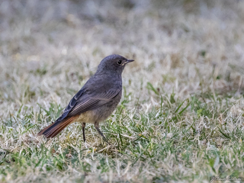 Photo Oiseaux Rougequeue à front blanc (Phoenicurus phoenicurus)