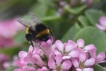 Insectes bourdon terrestre (Bombus terrestris)