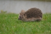 Hérisson commun (Erinacus europaeus)