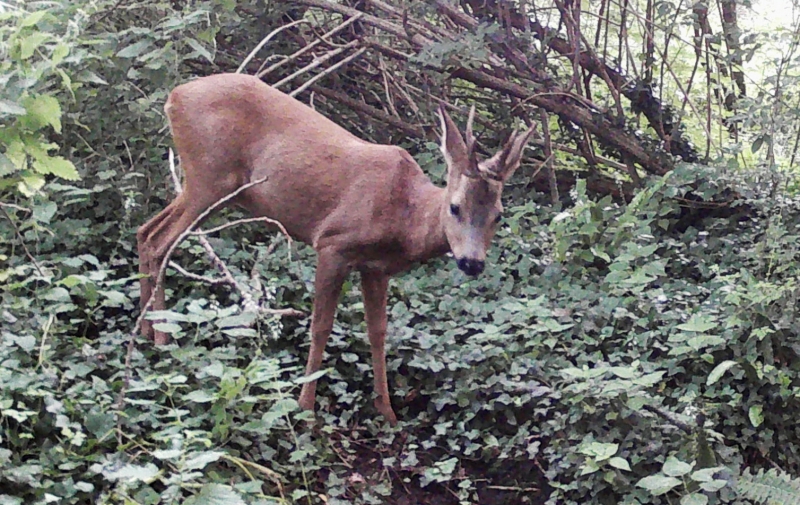Photo Mammifères Chevreuil (Capreolus capreolus)