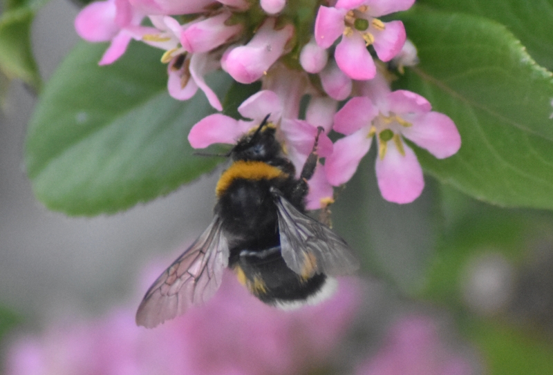 Photo Insectes bourdon terrestre (Bombus terrestris)