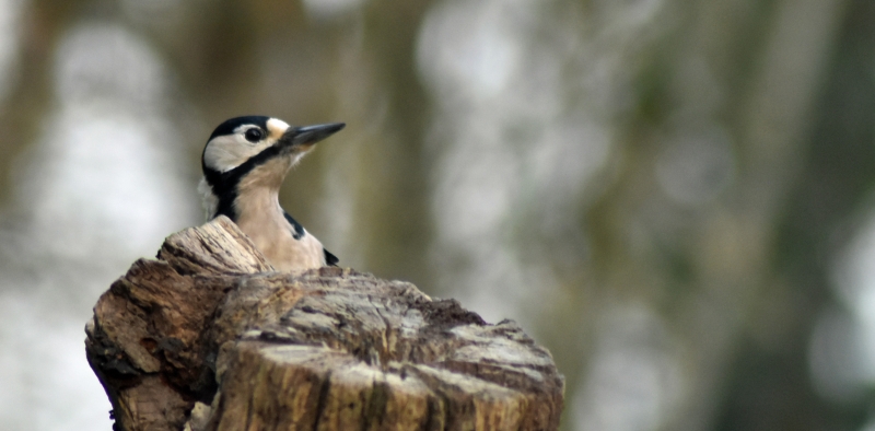 Photo Oiseaux Pic épeiche (Dendrocopos major)