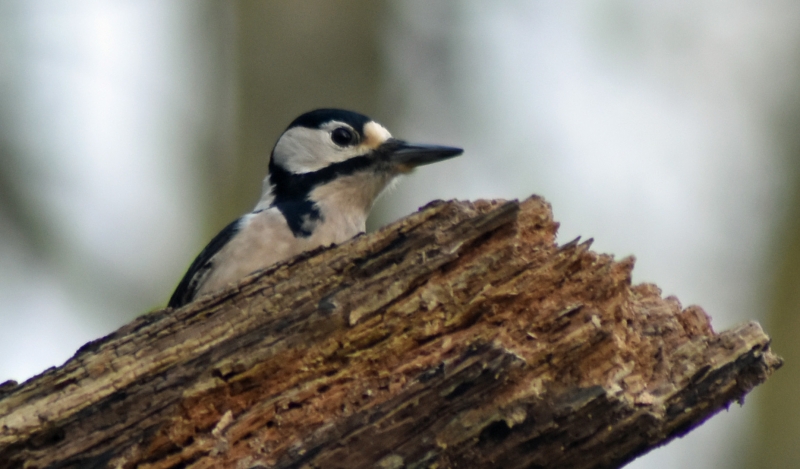 Photo Oiseaux Pic épeiche (Dendrocopos major)