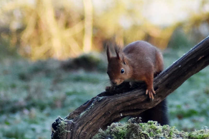DSC_0068b.jpg Ecureuil roux (Sciurus vulgaris)