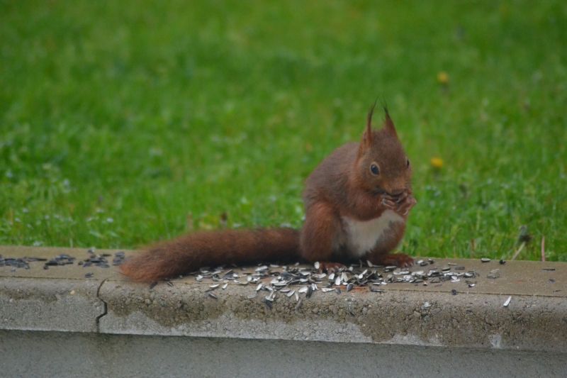 DSC_0268.JPG Ecureuil roux (Sciurus vulgaris)