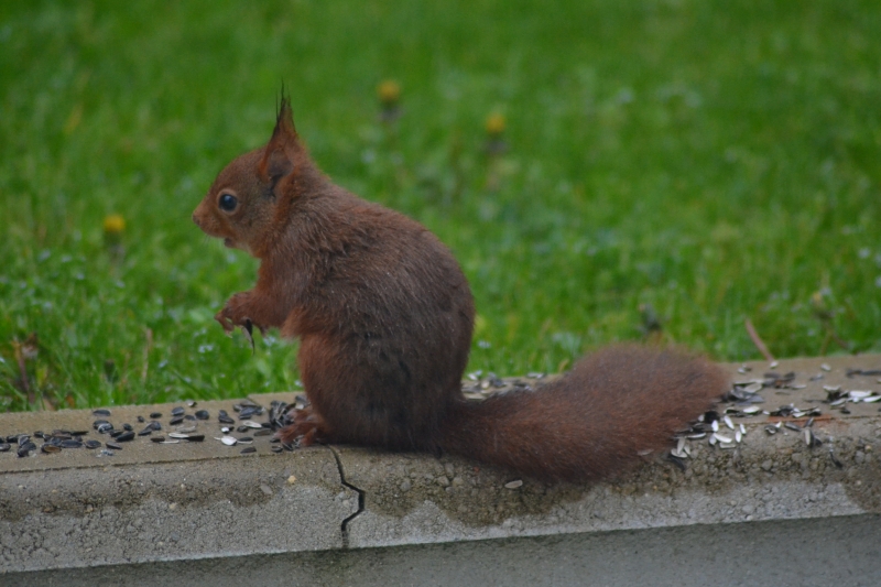 DSC_0274.JPG Ecureuil roux (Sciurus vulgaris)