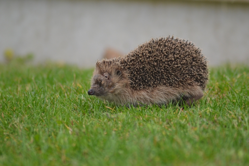 DSC_0544.JPG Hérisson commun (Erinacus europaeus)