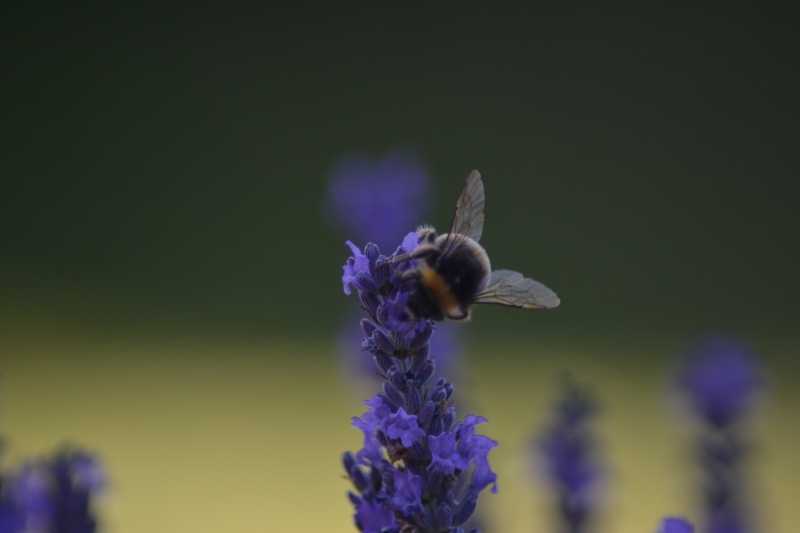 Photo Insectes bourdon terrestre (Bombus terrestris)