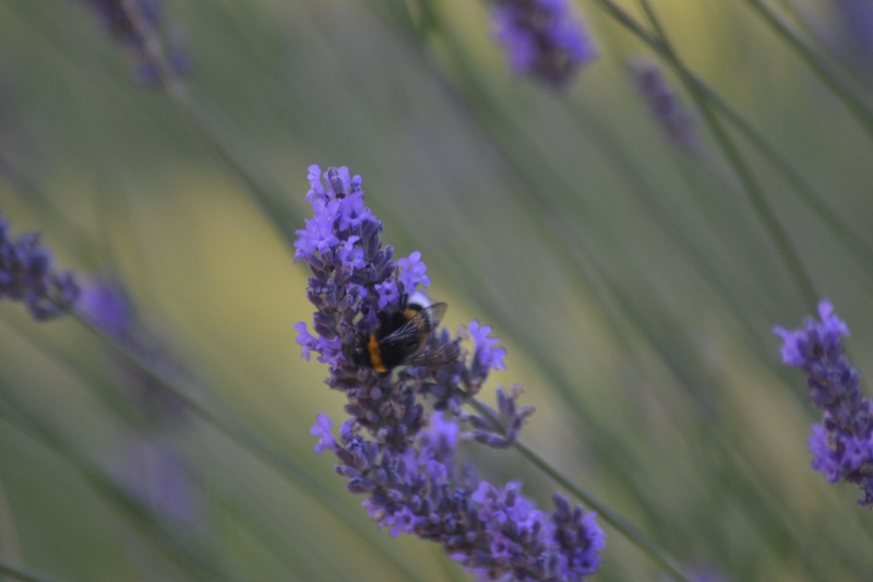 Photo Insectes bourdon terrestre (Bombus terrestris)