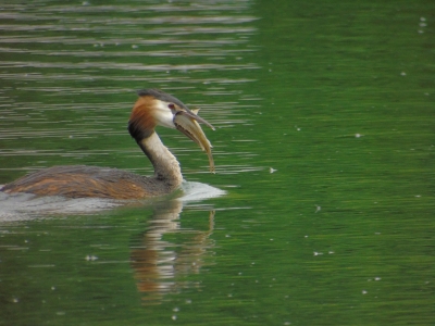 Oiseaux Grèbe huppé (Podiceps cristatus)