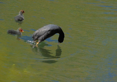 Foulque macroule (Fulica atra)