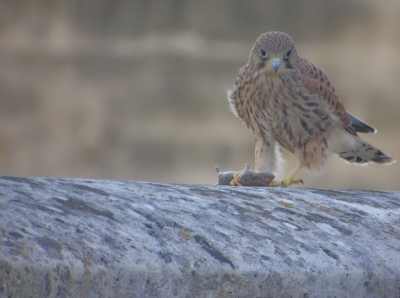 Oiseaux Faucon crécerelle (Falco tinnunculus)