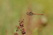 Insectes Sympétrum fascié (Sympetrum striolatum)