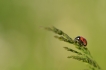 Insectes Coccinelle à 7 points (Coccinella septempunctata)