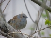 Oiseaux Accenteur mouchet (Prunella modularis)