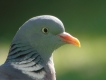 Oiseaux Pigeon ramier (Columba palumbus)