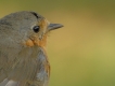 Oiseaux Rouge-gorge familier (Erithacus rubecula)