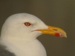 Oiseaux Goéland brun (larus fuscus )