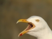 Oiseaux Goéland argenté (Larus argentatus)