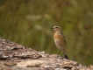 Oiseaux Tarier des prés (Saxicola rubetra)