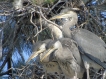 Oiseaux Héron cendré (Ardea cinerea)