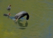  Foulque macroule (Fulica atra)