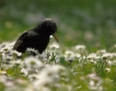 Oiseaux Etourneau sansonnet (Sturnus vulgaris)