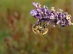  Bourdon des champs (Bombus pascuorum)