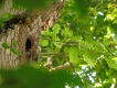 Oiseaux Sittelle torchepot (Sitta europaea)